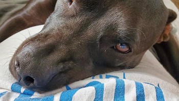 Saya memiliki hari yang cukup berat di tempat kerja hari ini. Ketika saya pulang gadis manis ini tidak akan meninggalakn sisi saya. Sesat aku berbaring dia pun melompat dan memelukku (Foto: Boredpanda)