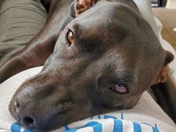 Kumpulan Foto Tatapan Hewan ke Pemiliknya Bikin Meleleh