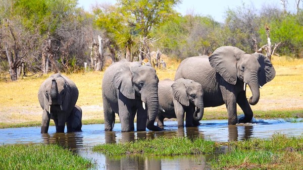 Gajah Afrika adalah mamalia darat atau hewan darat terbesar di dunia yang hidup berkelompok. Kamu dapat menemukannya di Tanzania, Afrika Selatan, Gabon, Zambia dan Botswana adalah rumah terbesarnya dengan populasi 130.000 ekor.