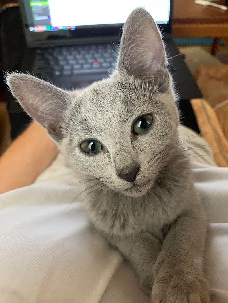 Kumpulan Foto Tatapan Hewan ke Pemiliknya Bikin Meleleh