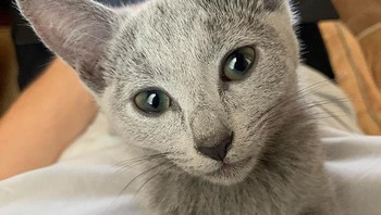 Tatapannya seolah memintaku untuk berhenti bekerja (Foto: Boredpanda)