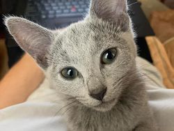 Kumpulan Foto Tatapan Hewan ke Pemiliknya Bikin Meleleh