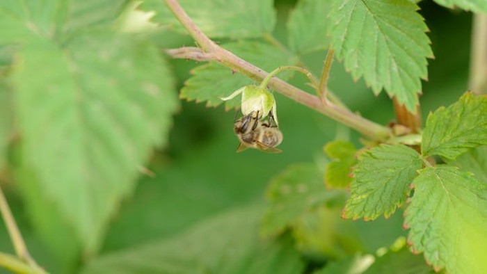 A bee collects nectar from raspberry flowers