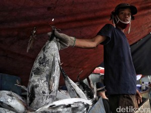 Bisnis Perikanan Tangkap Dihantam Corona, Pemerintah Harus Apa?