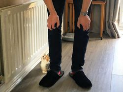 Kumpulan Foto Tatapan Hewan ke Pemiliknya Bikin Meleleh