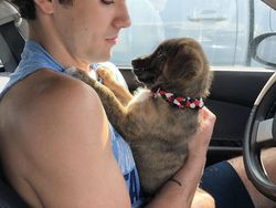 Kumpulan Foto Tatapan Hewan ke Pemiliknya Bikin Meleleh