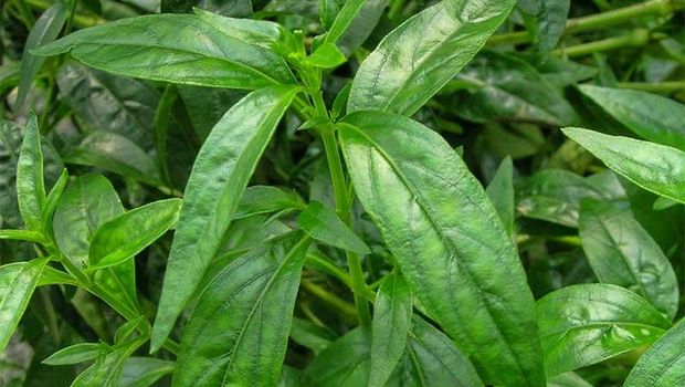 Andrographis Paniculata Capsules ,king of bitters isolated on white background