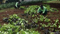 Penghijauan itu guna mempercantik separator di kawasan tersebut.