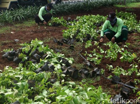 Kawasan Jalan Dr Sumarno, Cakung, Jakarta Timur, dipercantik. Kawasan tersebut ditanami bunga melati untuk menghijaukan kawasan tersebut.