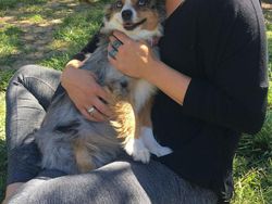 Kumpulan Foto Tatapan Hewan ke Pemiliknya Bikin Meleleh