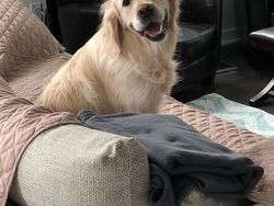 Kumpulan Foto Tatapan Hewan ke Pemiliknya Bikin Meleleh