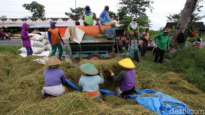 Sejumlah buruh tani dari kabupaten Sragen tampak sibuk menggarap sawah di Sragen. Belasan buruh tani itu diketahui memanen gabah dengan upah Rp 60 ribu per hari