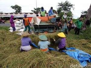 Pemerintah Diminta Beri Perhatian Ekstra ke Pertanian, Ini Alasannya
