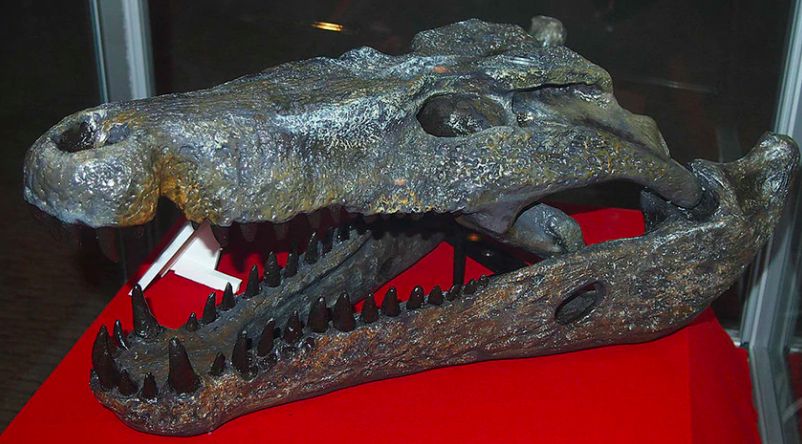 megafauna