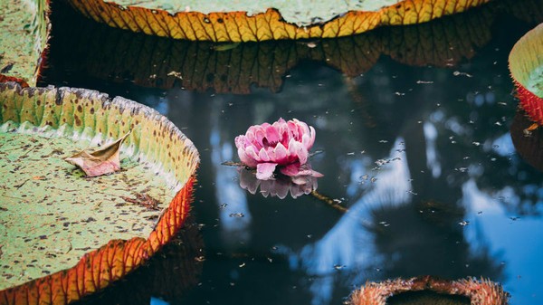 Hingga kini Anda masih bisa menemukan bunga lili air raksasa dengan nama botani Victoria Amazonica. Lokasinya ada di Amerika Selatan, Guyana. Hingga kini Anda masih bisa menemukan bunga lili air raksasa dengan nama botani Victoria Amazonica. Lokasinya ada di Amerika Selatan, Guyana.