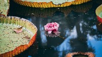 Hingga kini Anda masih bisa menemukan bunga lili air raksasa dengan nama botani Victoria Amazonica. Lokasinya ada di Amerika Selatan, Guyana.