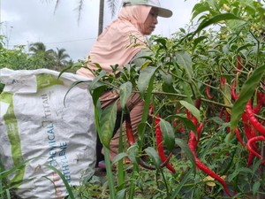 Harga Cabai Terus Anjlok, Petani di Kulon Progo Merugi