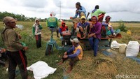 Belasan buruh tani yang berasal dari Kabupaten Sragen tersebut diketahui memanen gabah di wilayah Nguter dengan upah perharinya 60 ribu rupiah.