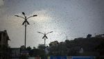 Potret India di Tengah Pandemi, Gelombang Panas-Serbuan Belalang