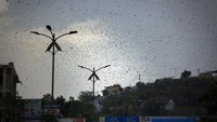 Tak hanya gelombang panas, serangan hama belalang yang tengah melanda kawasan India turut menjadi sorotan dunia. Dikutip dari Deutsche Welle, pihak berwenang India diketahui pada Selasa (26/5) lalu mengirimkan pesawat nirawak dan traktor untuk melacak pergerakan belalang gurun dan menyemprotkan insektisida untuk menghalau serangan hama belalang yang dinilai sebagai terburuk yang dialami negara itu dalam hampir 30 tahun. AP Photo/Deepak Sharma.