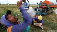 Sejumlah buruh tani tengah beristirahat di salah satu sisi sawah.