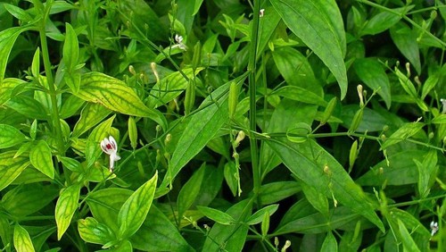 Andrographis Paniculata Capsules ,king of bitters isolated on white background