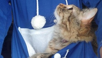 Seseorang memberikan hoodie dengan kantung kucing, kucingnya tidak pernah meninggalkan saya. (Foto: Boredpanda)