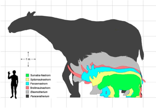 megafauna