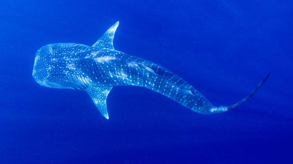 Hiu paus adalah ikan terbesar di bumi. Spesiesnya terancam punah dan ikan ini dapat tumbuh hingga 62 meter. Mulut selebar 1,5 meter, dapat menelan seluruh gerombolan ikan kecil dan plankton. Mereka dapat ditemukan di lautan tropis seperti Cagar Laut Gladden Spit di Belize antara bulan Maret dan Juni, Taman Laut Ningaloo di Australia Barat antara bulan Maret dan Agustus, dan Isla Holbox di Meksiko antara bulan Mei dan Oktober, dan dapat dilihat dari kapal. Hiu paus adalah ikan terbesar di bumi. Spesiesnya terancam punah dan ikan ini dapat tumbuh hingga 62 meter. Mulut selebar 1,5 meter, dapat menelan seluruh gerombolan ikan kecil dan plankton. Mereka dapat ditemukan di lautan tropis seperti Cagar Laut Gladden Spit di Belize antara bulan Maret dan Juni, Taman Laut Ningaloo di Australia Barat antara bulan Maret dan Agustus, dan Isla Holbox di Meksiko antara bulan Mei dan Oktober, dan dapat dilihat dari kapal.