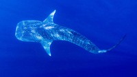 Hiu paus adalah ikan terbesar di bumi. Spesiesnya terancam punah dan ikan ini dapat tumbuh hingga 62 meter. Mulut selebar 1,5 meter, dapat menelan seluruh gerombolan ikan kecil dan plankton. Mereka dapat ditemukan di lautan tropis seperti Cagar Laut Gladden Spit di Belize antara bulan Maret dan Juni, Taman Laut Ningaloo di Australia Barat antara bulan Maret dan Agustus, dan Isla Holbox di Meksiko antara bulan Mei dan Oktober, dan dapat dilihat dari kapal.