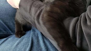 Dengkuran dan tatapannya (Foto: Boredpanda)