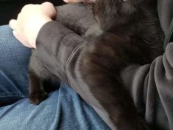 Kumpulan Foto Tatapan Hewan ke Pemiliknya Bikin Meleleh