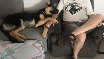 Cara anjingku menatap ayah. (Foto: Boredpanda)