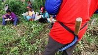 Aktivitas menggarap sawah tersebut dilakukan para buruh tani sejak pagi hingga sore hari.