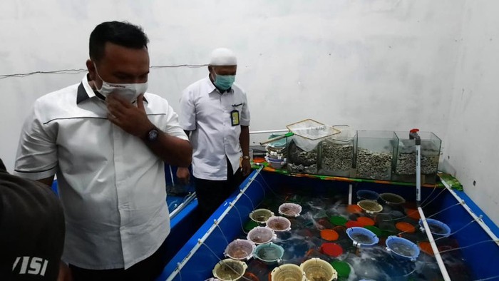 Polda Jambi menggerebek gudang yang menyimpan benih lobster senilai Rp 6,7 miliar yang hendak diselundupkan ke Malaysia (dok. Istimewa)