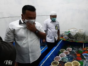 Benih Lobster Rp 6,7 M Hendak Diselundupkan ke Malaysia, 5 Pelaku Dibekuk