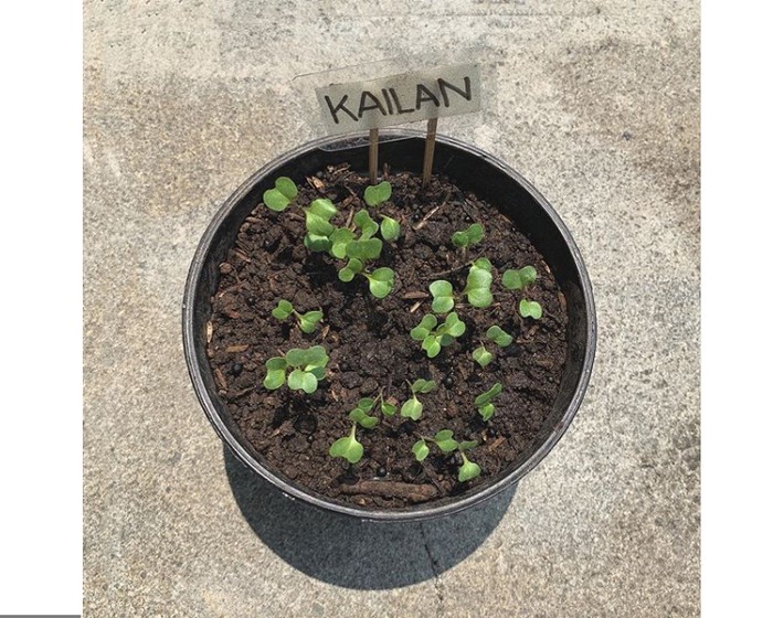Artis yang hobi berkebun selama pandemi COVID-19