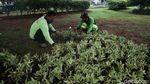 Bunga Melati untuk Percantik Kawasan Cakung