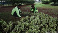 Bunga tersebut melengkapi tanaman yang sudah ditanam sebelumnya.