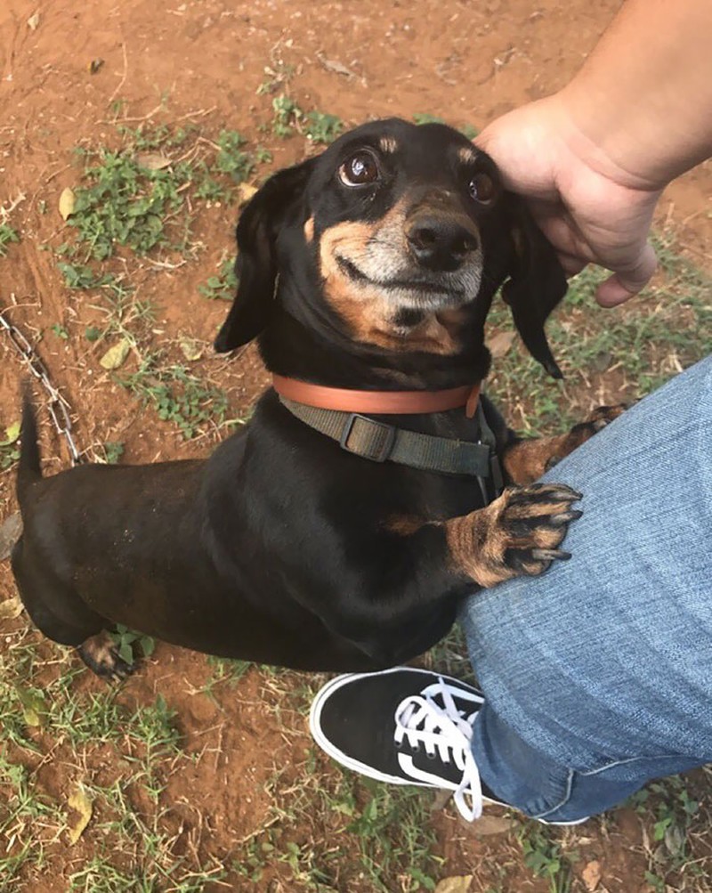 Kumpulan Foto Tatapan Hewan ke Pemiliknya Bikin Meleleh