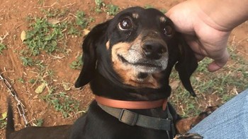 Senyuman manis si angjing terhadap pemiliknya. (Foto: Boredpanda)