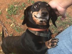 Kumpulan Foto Tatapan Hewan ke Pemiliknya Bikin Meleleh