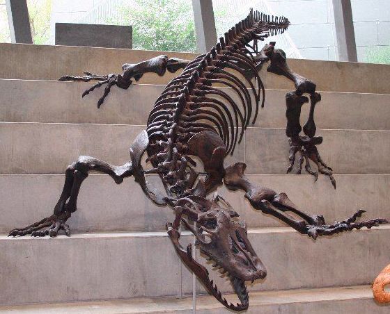 megafauna