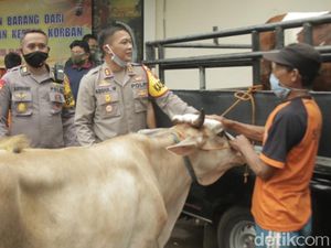 Kawanan Pencuri Sapi di Batang Dibekuk Gegara Truknya Selip di Hutan