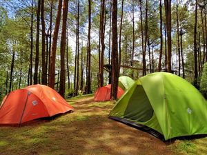Hutan Pinus Kalilo, Wisata Instagramable di Purworejo