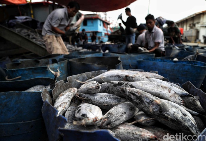 Nelayan di pantai utara Jakarta masih melaut di tengah pandemi COVID-19. Namun penjualan ikan hasil tangkapan menurun akibat pandemi tersebut.