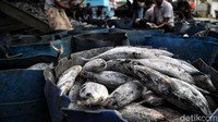 Menurut nelayan, penurunan penjualan ikan dan cumi telah berlangsung hampir 3 bulan.