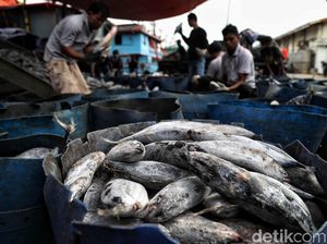 Begini Strategi Pulihkan Bisnis Penangkapan Ikan dari Corona