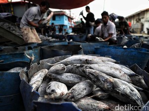 Begini Strategi Pulihkan Bisnis Penangkapan Ikan dari Corona