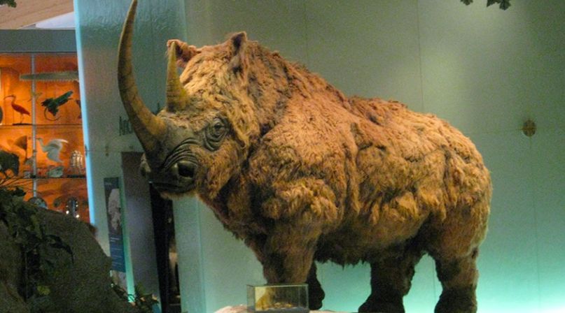 megafauna